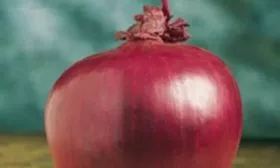 внешний вид луковицы