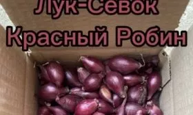 посадка красного лука Робин