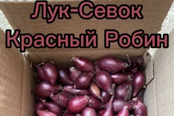 посадка красного лука Робин