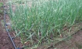 полив красного лука