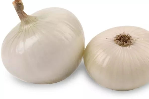 лук Ялтинский белый