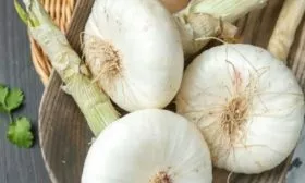 лук сорта Ялтинский белый