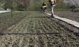 посев на грядки белого ялтинского лука