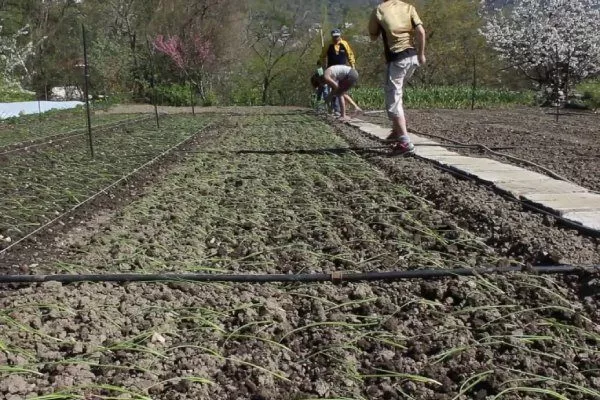 посев на грядки белого ялтинского лука