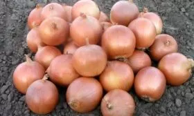 Лук сорта Музыка