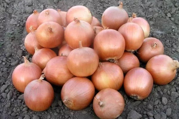 Лук сорта Музыка