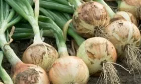 описание сорта