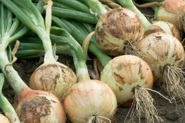 описание сорта