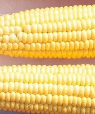 Кукуруза Сливочный нектар F1