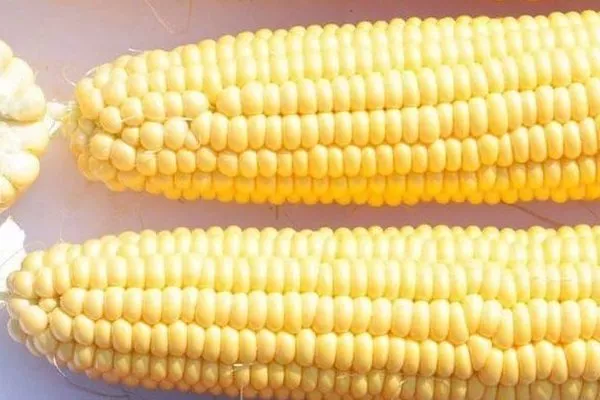 Кукуруза Сливочный нектар F1