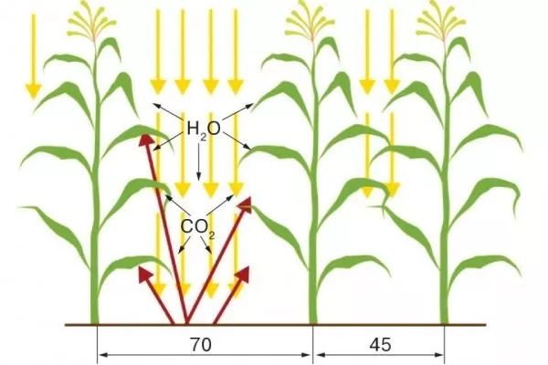 Схема посадки кукурузы