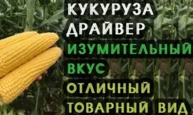 Кукуруза Драйвер