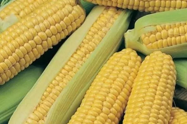 Кукуруза сорта Драйвер