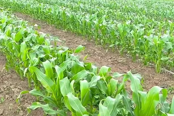 внешний вид растения кукурузы