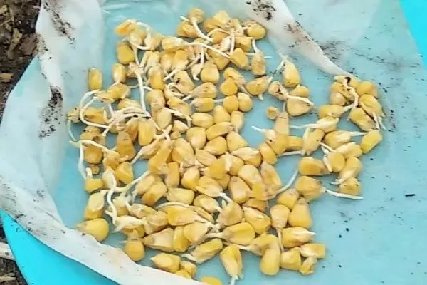 подготовка семян кукурузы