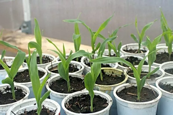 Выращивание рассады кукурузы