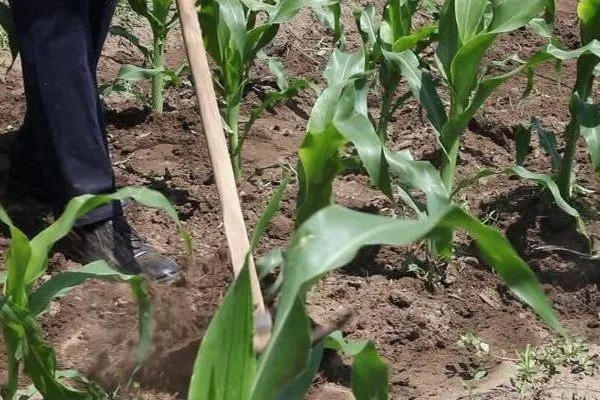 уход за кукурузой на огороде