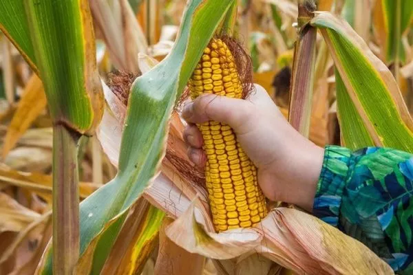 уборка урожая кукурузы