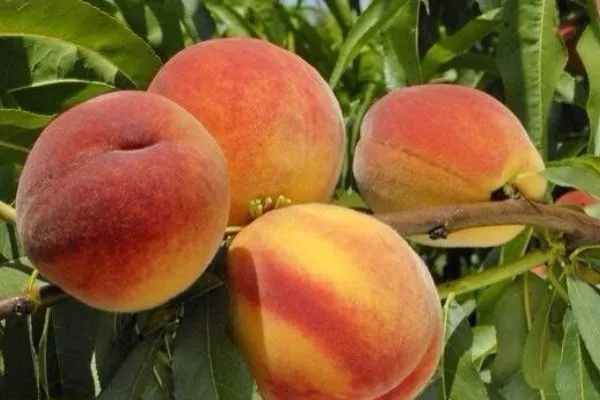 Персик Ореховый