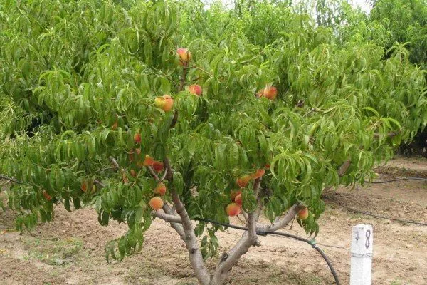 Внешний вид дерева персика