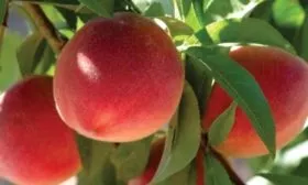 персики Роял