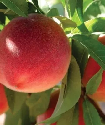 персики Роял