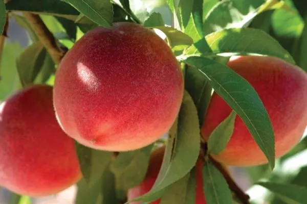 персики Роял