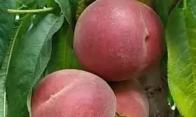 персик Роял ли