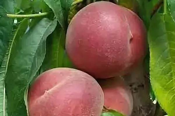 персик Роял ли