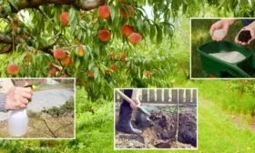 выращивание персиков