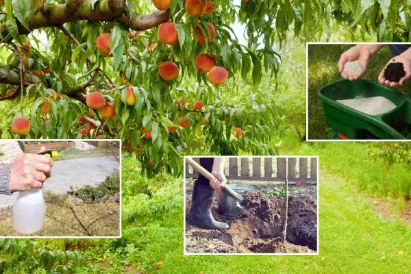 выращивание персиков