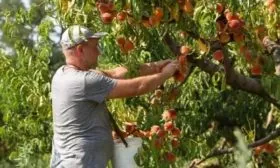 сбор урожая персиков