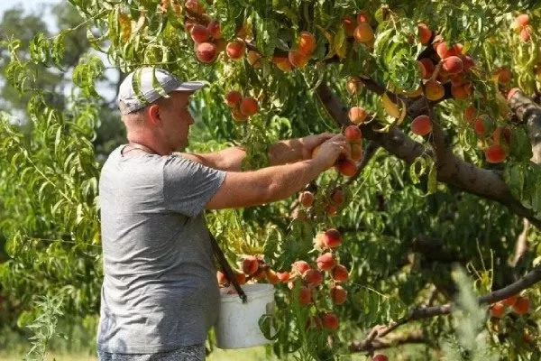 сбор урожая персиков