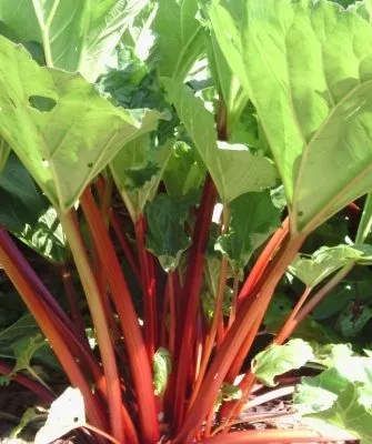 ревень Виктория