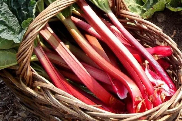 сорт ревеня виктория