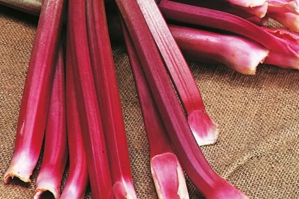 описание стеблей ревеня