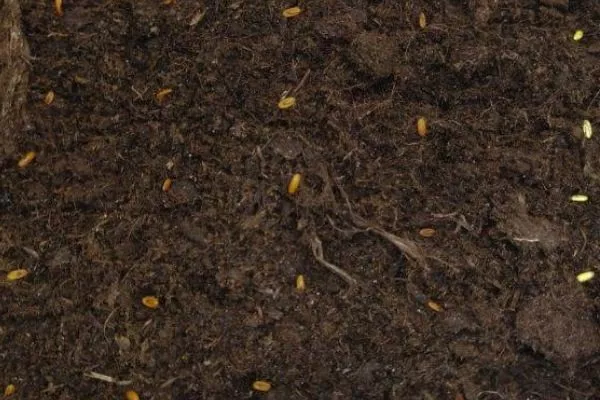 посев семян ревеня