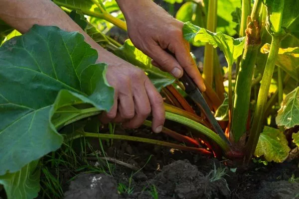 уборка урожая ревеня