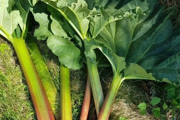 Описание растения