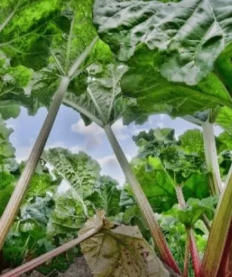 Ревень сорта Московский