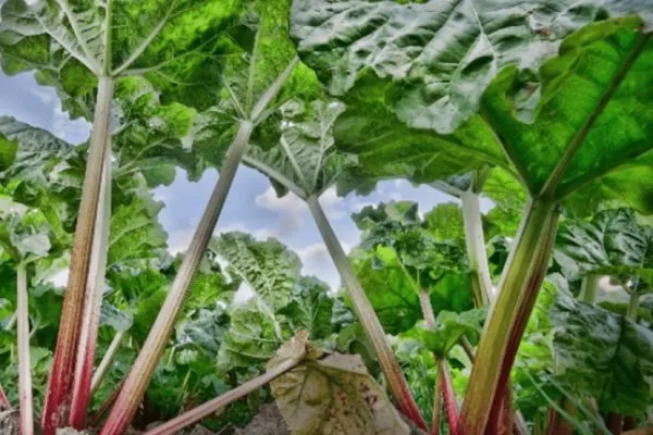 Ревень сорта Московский