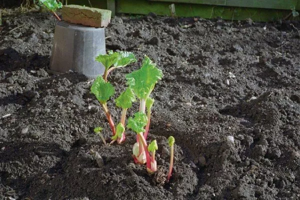 посадка ревеня