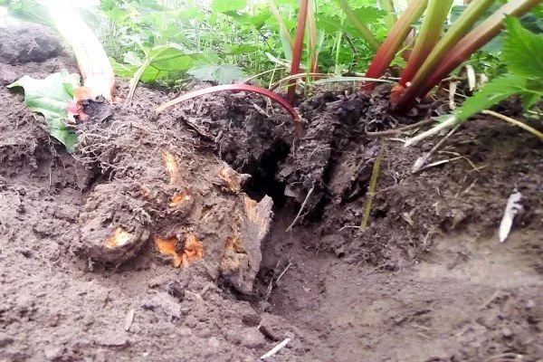 размножение ревеня делением куста