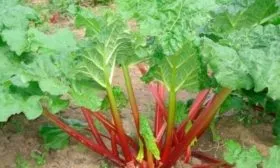 описание ревеня дачный