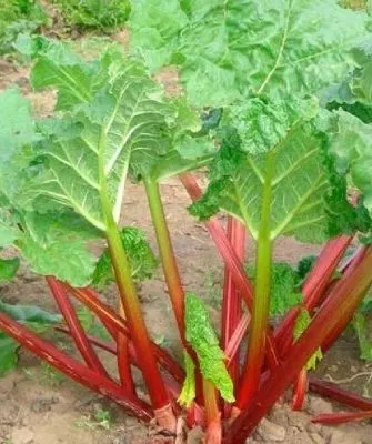 описание ревеня дачный