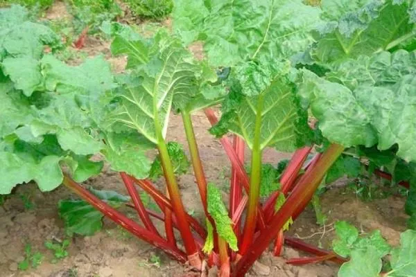 описание ревеня дачный