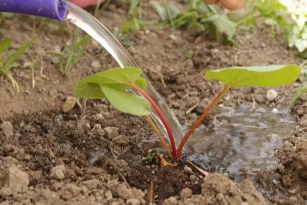полив ревеня