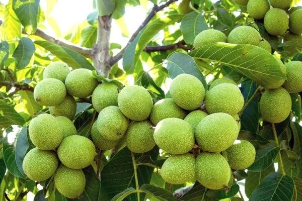 сорт ореха урожайный