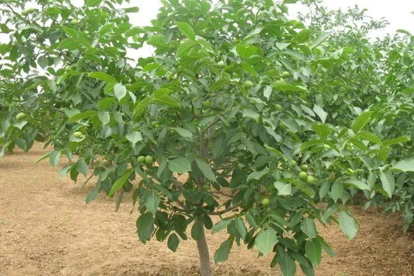 особенности дерева