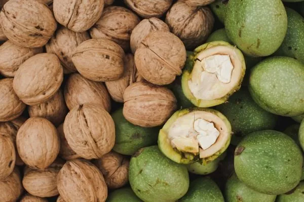 описание орехов